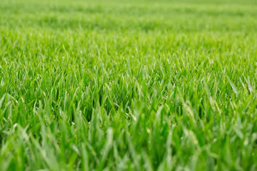 Green grass
