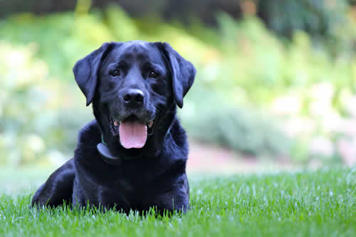 Happy black dog laying down in the grass